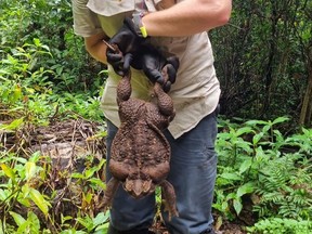 Cane toad dubbed "Toadzilla" and believed by Australian park rangers to be the world's biggest toad is held by Queensland Department of Environment and Science Ranger Kylee Gray, in Conway National Park, Queensland, Australia January 12, 2023.