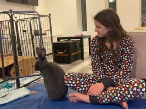 Mia Coiro is pictured with one of her familys pet rabbits, Ashley.