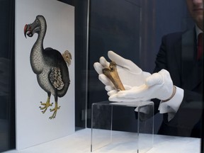 A rare fragment of a Dodo femur bone is displayed for photographs next to an image of a member of the extinct bird species at Christie's auction house's premises in London, March 27, 2013.