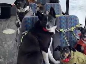 A TikTok video showing dogs boarding a bus and going to their assigned seats where they are leashed, and given liver snacks has gone viral.