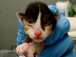 Kitten named Frontier up for adoption.