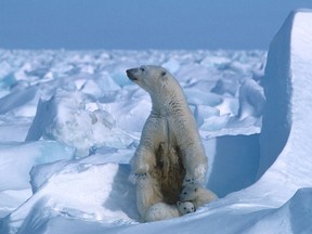 In this file photo taken on January 1, 1985 a handout photo made available on July 17, 2020 by Polar Bears International shows a polar bear with its cubs in the Sea Ice, northeast of Prudhoe Bay in Alaska in 1985.