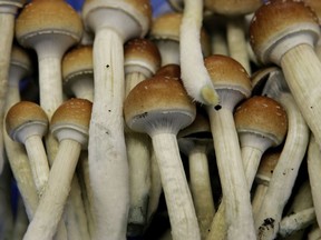 Magic mushrooms are seen in a grow room