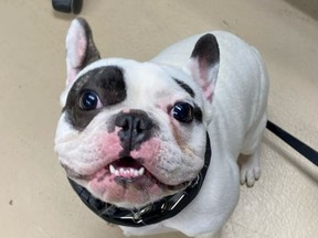 Ralphie the French Bulldog could be yours, if you dare!