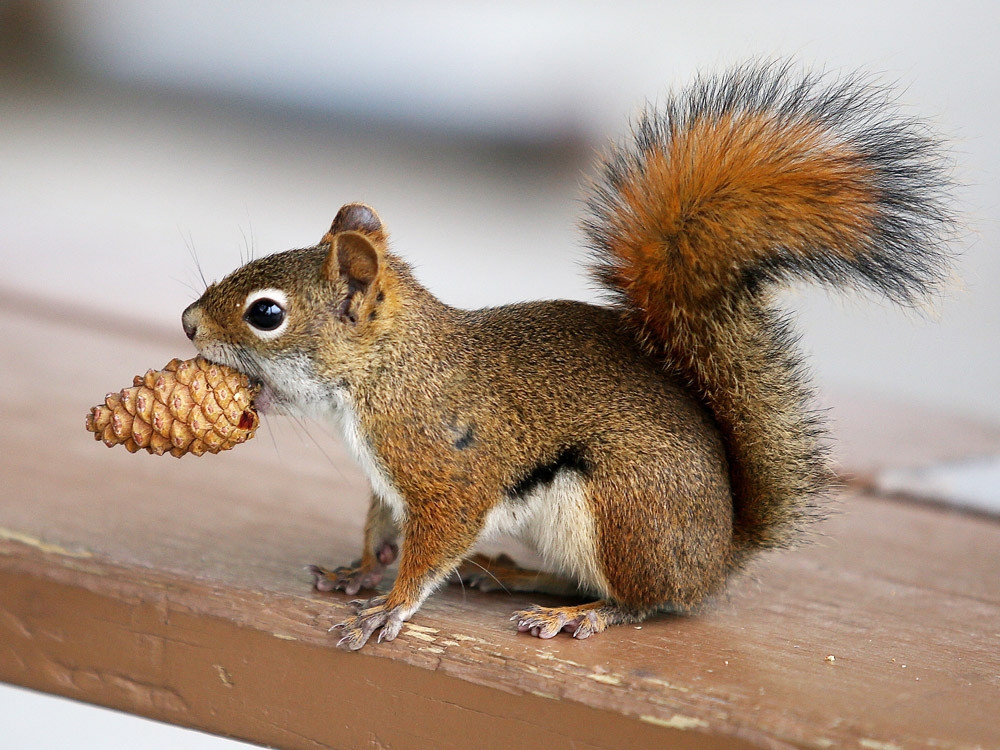 Squirrel pox outbreak killing off Scotland's red squirrels Toronto Sun