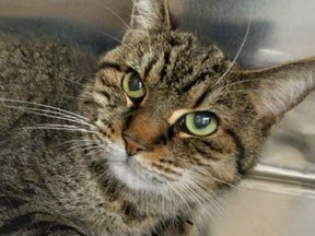 Sabrina, 13, is looking for her forever home. She's up for adoption at the Toronto Humane Society.