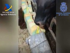 A cow is pictured next to boxes of cocaine allegedly found in a cargo ship off the Canary Islands earlier this week.