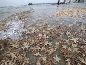 Thousands of small starfish wash ashore during low tide on Garden City Beach, S.C., Monday, June 29, 2020.