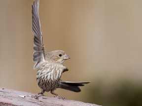 A female house finch prepares to take flight in Saskatoon, SK on Wednesday, April 22, 2020.