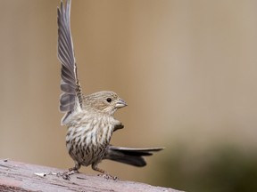 A female house finch prepares to take flight in Saskatoon, SK on Wednesday, April 22, 2020.