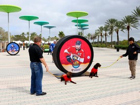 Dogs and handlers from the Big Dog Ranch Rescue arrive for the 2023 NHL All-Star Game at FLA Live Arena.