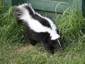 File photo: A skunk is seen in a backyard.