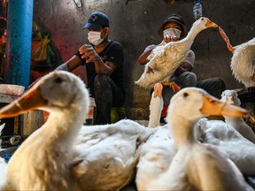 Workers prepare ducks at a market in Phnom Penh on Feb. 24, 2023.