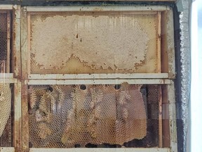 The honey-making process is at work behind glass to make it easy to observe at The Bee Works in Port Hope, Ont.