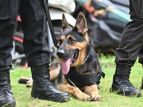 A dog of the K-9 police unit looks on during a security check at the Immanuel church ahead of Christmas eve in Jakarta on December 24, 2022.