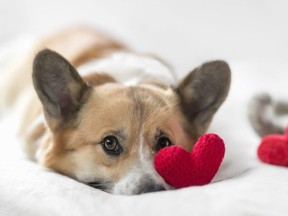 funny friends cute cat and corgi dog are lying on a white bed together