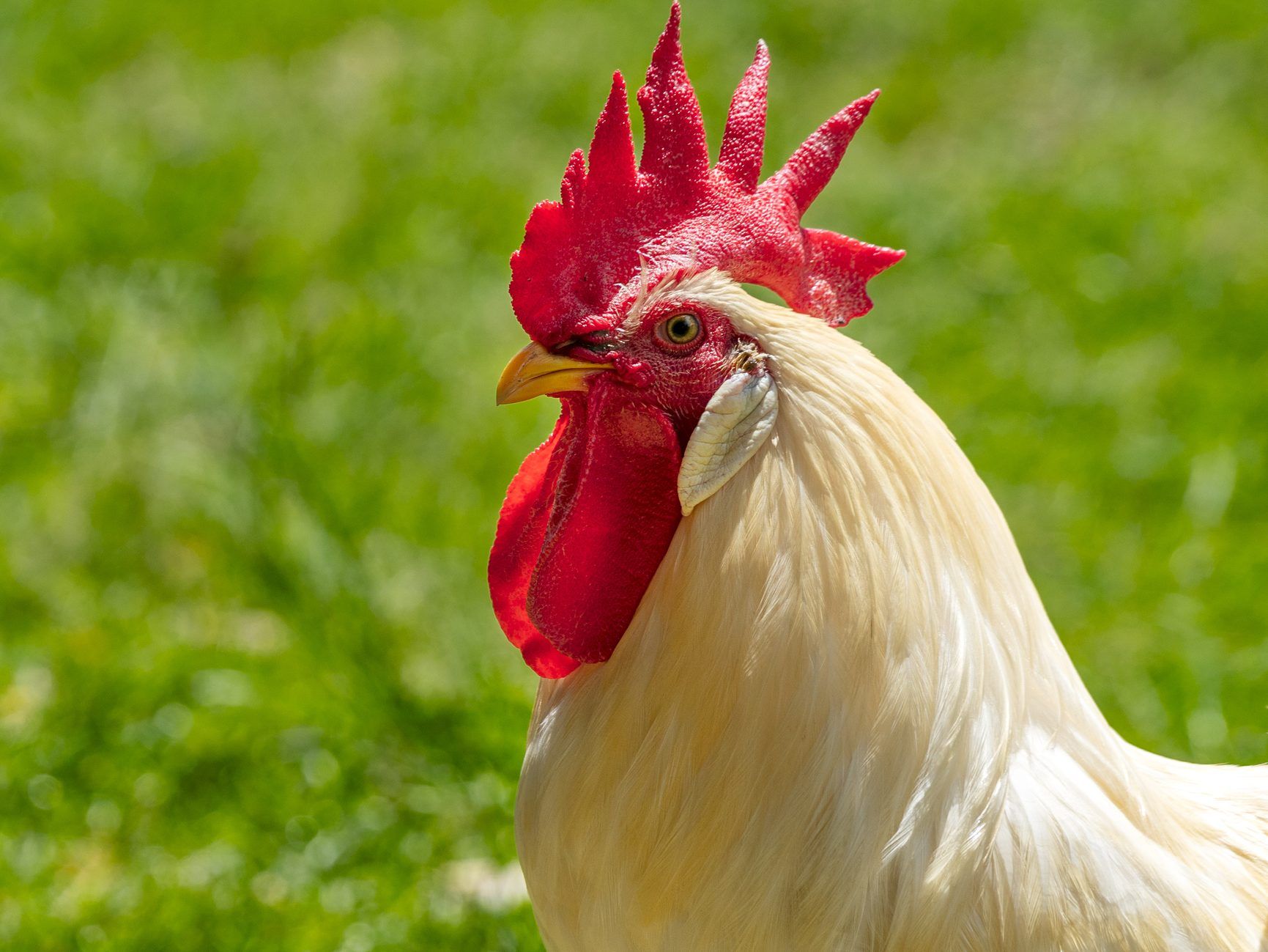 Chicken with history of violence kills man in gruesome leg attack ...