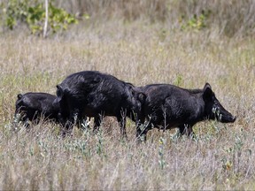 Feral hogs