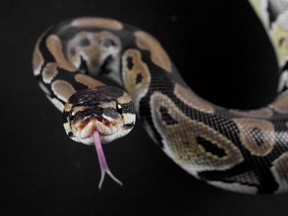 Miami-Dade police were greeted by a headless snake when they responded to a domestic dispute, according to CBS Miami.