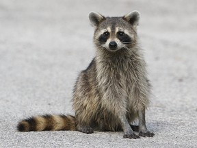 Toronto's raccoon population has been hit by a spike of Canine Distemper Virus.