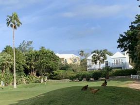Chickens and a rooster at the 13th hole of the Belmont Hills Golf Club in Bermuda. (Jane Stevenson/Toronto Sun)