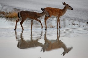 Endangered Key Deer are pictured in a puddle following Hurricane Irma in Big Pine Key, Fla., Sept. 25, 2017.
