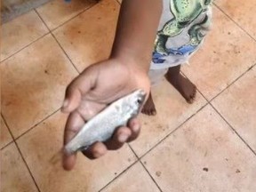 A youngster reportedly holds up one of the fish that fell from the sky when it rained recently in Lajamanu, Australia.