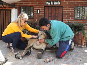 A man puts two prosthetic legs on a rescued dog named Pay de Limon (Lemon Pie), who is in the running for America's favorite pet, at Milagros Caninos, in Xochimilco, Mexico February 21, 2023.