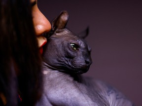 Veterinary doctor Giselle Rubio shows a Sphynx cat after it was rescued by police from the Cereso 3 prison with a tattoo that reads "Made in Mexico", in Ciudad Juarez, Mexico February 21, 2023.