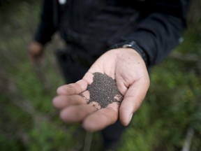 A police officer shows poppy seeds during an operation to destroy a plantation in Tuinima village, 315 km northeast of Guatemala City, near the border with Mexico, on May 23, 2011.