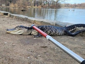 In this handout photo provided by New York City Parks on Monday, Feb. 20, 2023, an approximately 4 foot long alligator is tended to by Parks Enforcement Patrol and Urban Park Rangers, at Prospect Park in the Brooklyn borough of New York City, Sunday, Feb. 19, 2023.