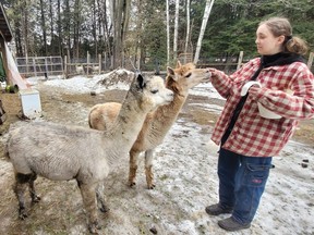 Volunteer Stefanie Albrecht tends to some of the 80 alpacas at Old Mill Alpacas in Colborne, Ont.