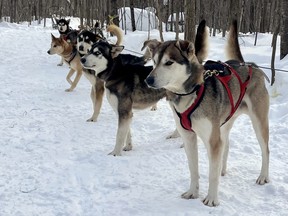 A number of husky dogs wait in the snow before departing for a dog sledding adventure at Tanwen Pack in Montpellier, Que. (EDDIE CHAU/Toronto Sun)