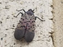 The Spotted Lanternfly 