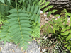 Tree of Life. Barb Alber/Ontario Parks