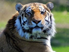 Mila, the Toronto Zoo's Amur Tiger.