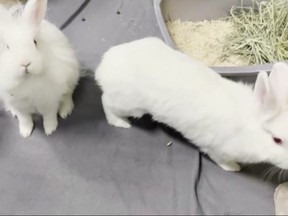 The Toronto Humane Society is looking for a "Forever Home" for these two bunnies as a pair - a mom and her son. (Pictured , L-R) Three-month-old offspring male is named La Bamba and its mom is a one-year-old named Cadbury