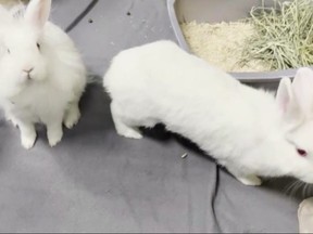 FOREVER FRIEND: Bonded mom and son bunnies up for adoption FOREVER FRIEND: Bonded mom and son bunnies up for adoption