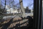 Trees at the southwest corner of Osgoode Hall are seen on Monday, February 6, 2023.  