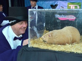 South Bruce Peninsula Mayor Garry Michi looks at Wiarton Willie in a Plexiglas box during the annual Groundhog Day event in Wiarton, Ont., Thursday, Feb.2, 2023. Ontario's Wiarton Willie has called for an early spring.
