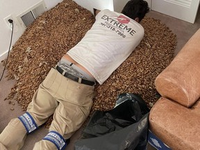 Pest control technician Nick Castro locates an acorn hoard in the walls of a California home recently.