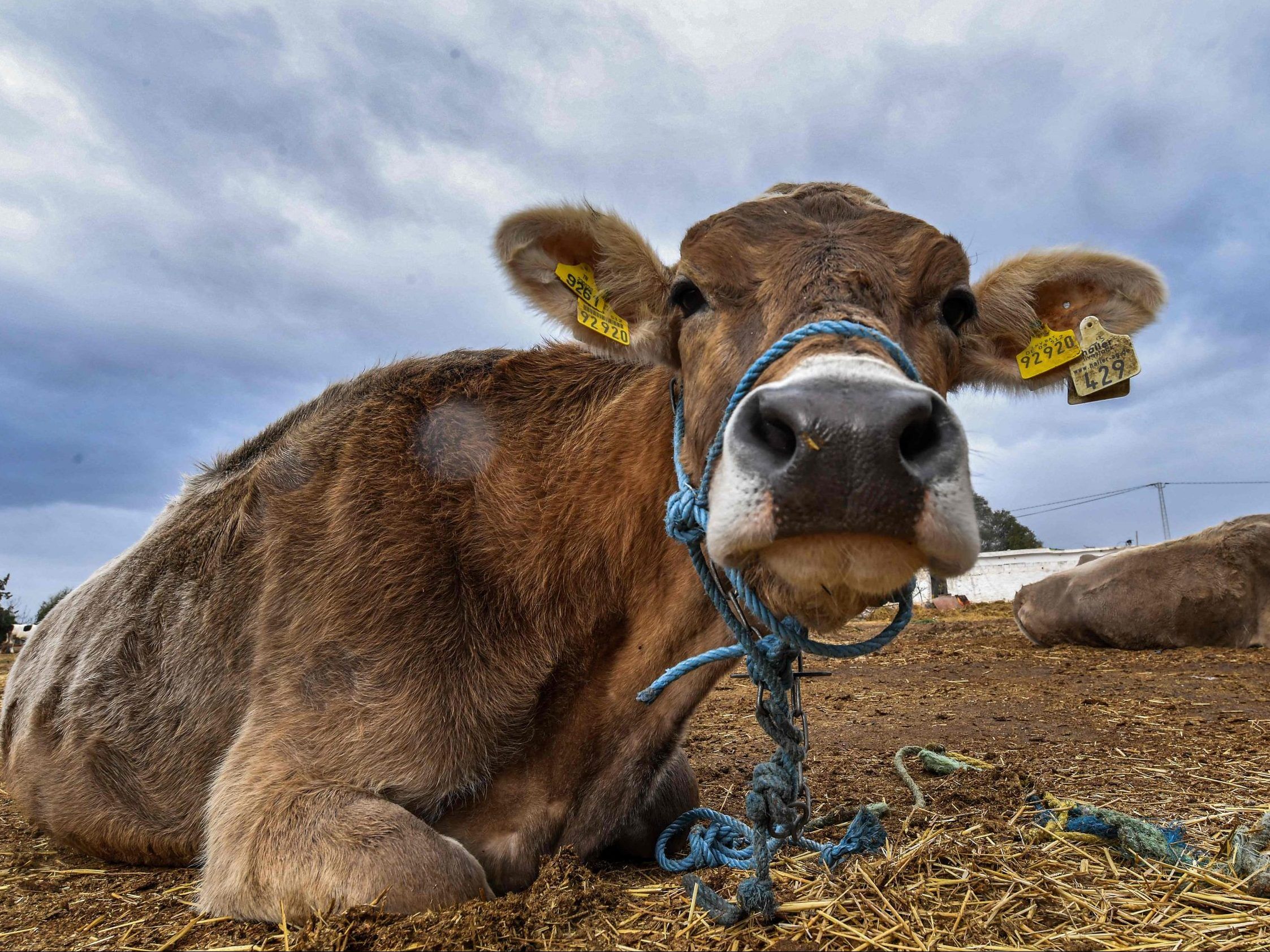 Case of mad cow disease discovered on Dutch farm | Toronto Sun