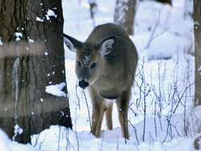 A white-tailed deer nibbles on some shrubs.