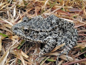 The endangered dusky gopher frog, a darkly coloured, moderately sized frog with warts covering its back and dusky spots on its belly, is shown in this undated handout photo and obtained Jan. 22, 2018.