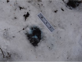 An image from Toronto Police of dog food with a blue substance found at High Park.