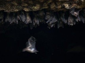 Bats congregate in a cave in Queen Elizabeth National Park, Uganda, in August 2018.