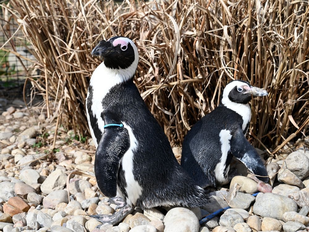 World's oldest African penguin, mate show age is but a number | Toronto Sun