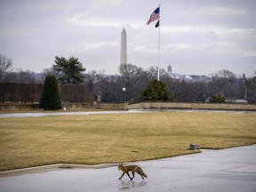 The Washington Monument is visible as a fox walks along the grounds of the Pentagon.