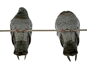 Two pigeons roost on a high wire in Edmonton. Five pigeons have been found dead in a north Edmonton park. The pigeons were decapitated and had their claws tied together.
