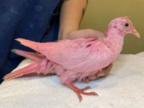 Wild Bird Fund, an Upper West Side non-profit bird rehab group, tweeted out a pink-hued bird and said that it was “deliberately dyed” for a gender reveal or a wedding.